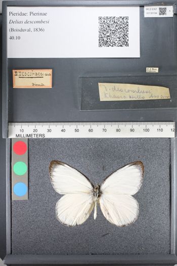 Media type: image;   Entomology 130194